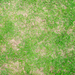 Weekly Lawn Tips: Dead Spots and Thin patches